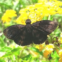 Chiomara mithrax