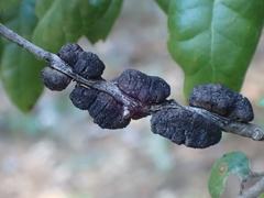 Disholandricus chrysolepidis