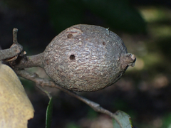 Protobalandricus spectabilis