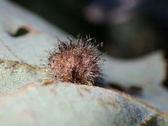 Disholandricus lasius