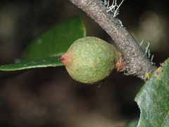 Heteroecus pacificus