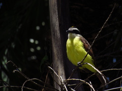 Pitangus sulphuratus