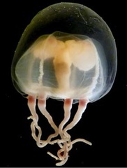 Tiaricodon coeruleus