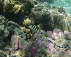 Lutjanus decussatus