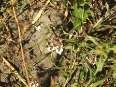 Araujia angustifolia