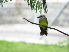 Tyrannus melancholicus