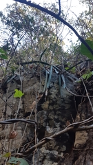 Selenicereus ocamponis