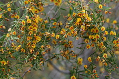 Bossiaea linophylla