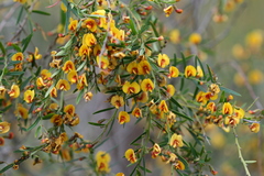 Bossiaea linophylla