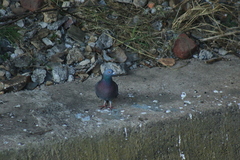 Columba livia domestica