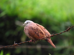 Columbina talpacoti