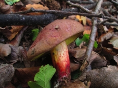 Boletus loyita