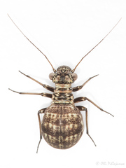 Mesopsocidae