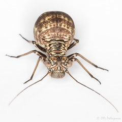 Mesopsocidae