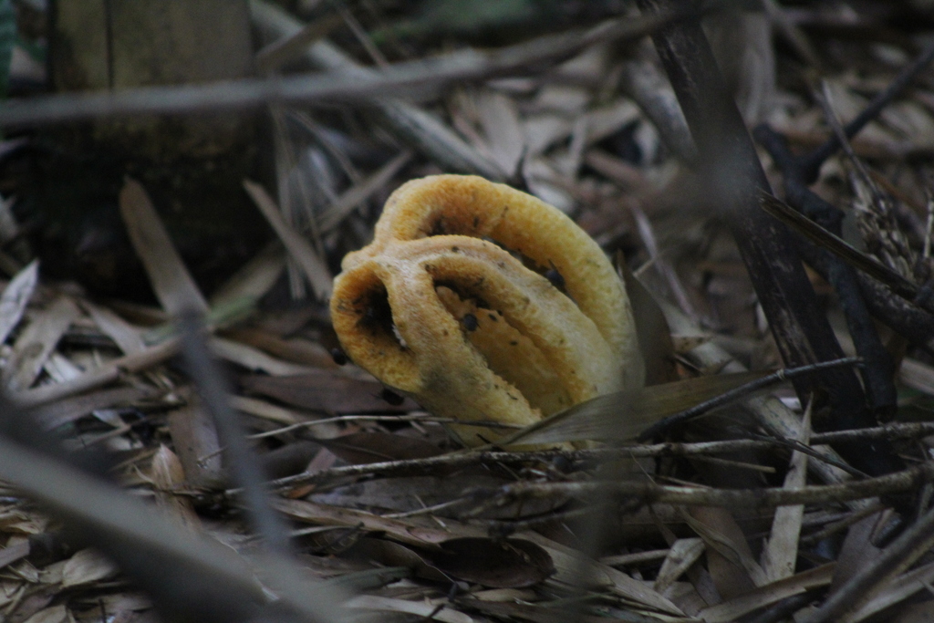 Clathrus columnatus · February 2021 · photo: © demianlescano (iNaturalist, cc0)