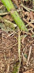 Pterinoxylus