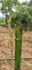Pterinoxylus