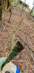 Pterinoxylus