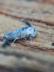 Lepidocyrtus paradoxus