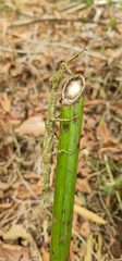 Pterinoxylus