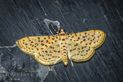 Polygrammodes eleuata