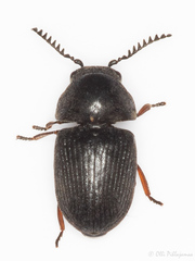 Xyletinus
