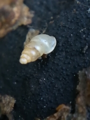 Carychium tridentatum