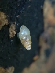 Carychium tridentatum