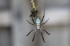 Trichonephila sexpunctata