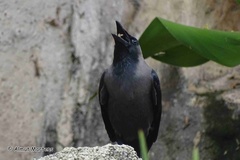 Corvus splendens