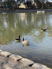Branta canadensis