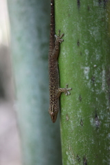 Ailuronyx tachyscopaeus