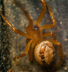 Steatoda nobilis