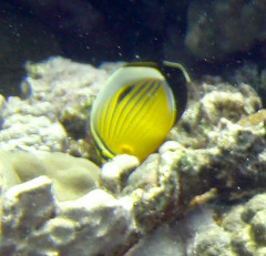 Chaetodon austriacus