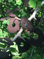 Microlobius foetidus