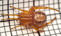 Steatoda nobilis