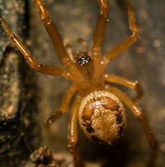 Steatoda nobilis