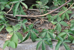 Gallotia caesaris gomerae