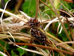 Carex petriei