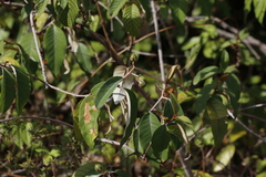 Vismia guianensis
