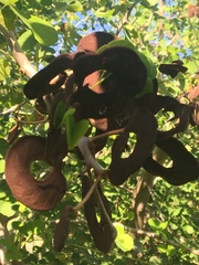 Microlobius foetidus