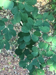 Microlobius foetidus