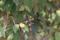 Vismia guianensis