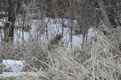 Canis latrans