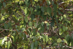Vismia guianensis