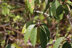 Vismia guianensis