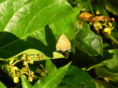 Allosmaitia strophius