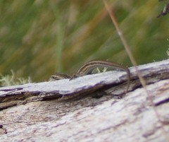 Pseudemoia pagenstecheri