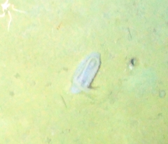 Elpidiidae