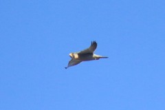 Falco peregrinus